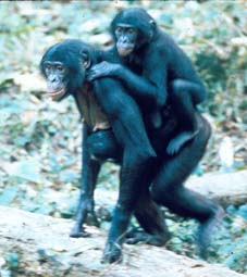 ２頭の子を運ぶビヒ