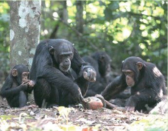 写真：ギニアの野生チンパンジーの石器使用
