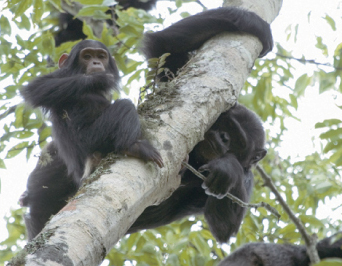 写真：枝を使いハチミツをとるチンパンジー
