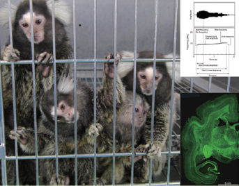 写真：コモンマーモセットの家族と音声分析の例（右上）および脳切片（右下）
