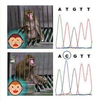 写真：DNA解析によるにがみのわからないサル（下）の発見
