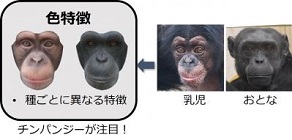 チンパンジーはおとなと乳児の顔の弁別に形態特徴よりも色特徴を利用する