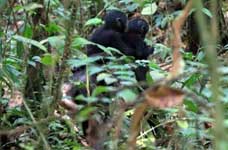  ワンバにおける野生ボノボのメスが他集団の子どもを養子にした2事例