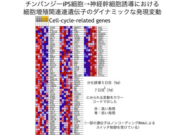 京都大学 霊長類研究所 Primate Research Institute, Kyoto University