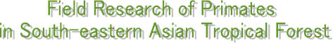 Field Research of Primates in South-eastern Asian Tropical Forest