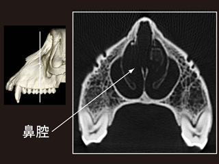 macaque_CT