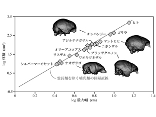 endcranial