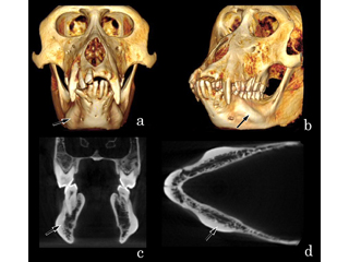 macaque_CT