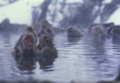 Onsen1