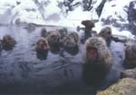 Onsen2