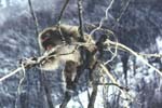 Winter4