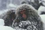 Winter7