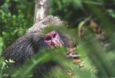 Yakushima2