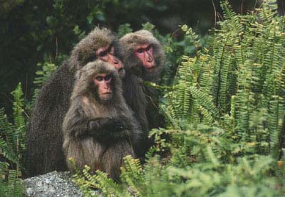 Yakushima3
