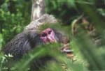Yakushima2