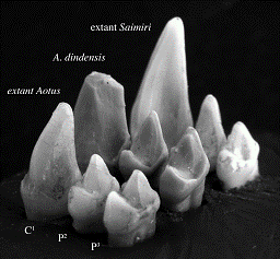 aorus_dindensis
